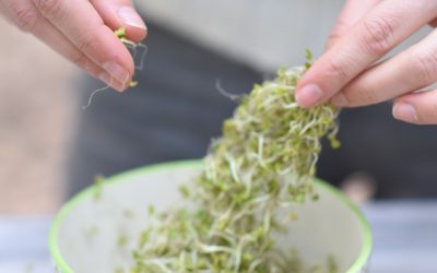 La forma más fácil de germinar en casa